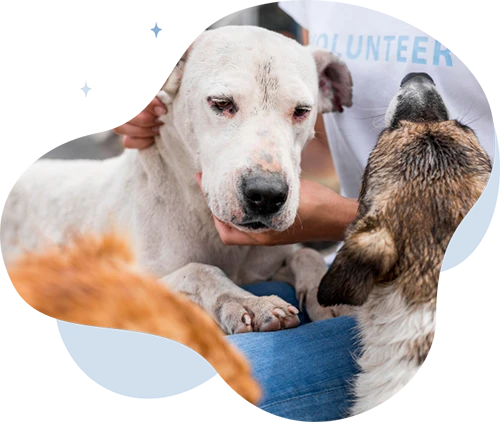 About Books for Dogs