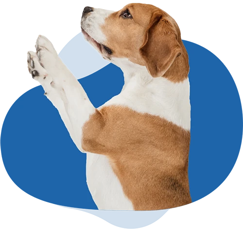Books for Dogs – Libri per Cani Books for Dogs - Libri per Cani