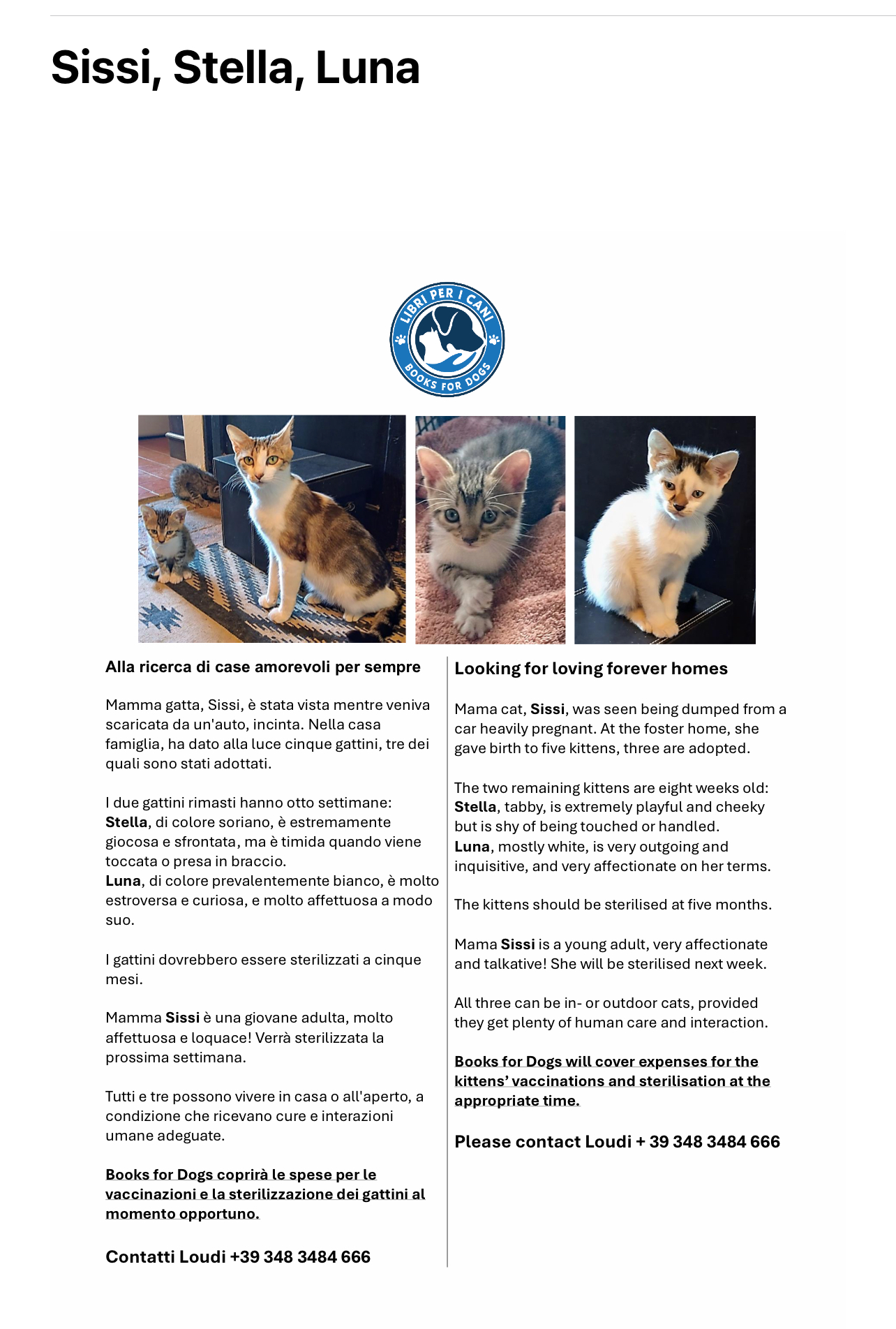 Baby Kittens and mama looking for a new home